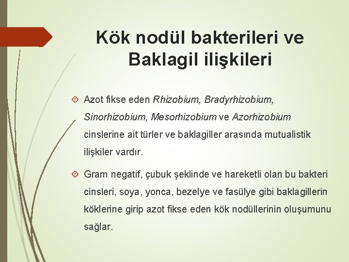 Kök nodül bakterileri ve Baklagil ilişkileri Azot fikse eden Rhizobium, Bradyrhizobium, Sinorhizobium, Mesorhizobium ve