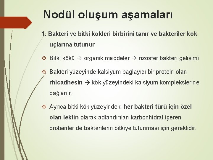 Nodül oluşum aşamaları 1. Bakteri ve bitki kökleri birbirini tanır ve bakteriler kök uçlarına