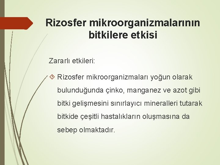 Rizosfer mikroorganizmalarının bitkilere etkisi Zararlı etkileri: Rizosfer mikroorganizmaları yoğun olarak bulunduğunda çinko, manganez ve