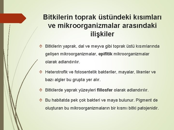 Bitkilerin toprak üstündeki kısımları ve mikroorganizmalar arasındaki ilişkiler Bitkilerin yaprak, dal ve meyva gibi