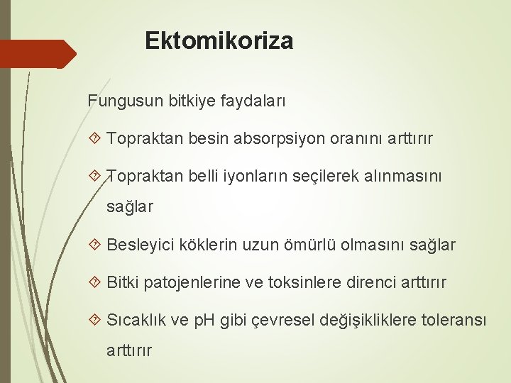 Ektomikoriza Fungusun bitkiye faydaları Topraktan besin absorpsiyon oranını arttırır Topraktan belli iyonların seçilerek alınmasını