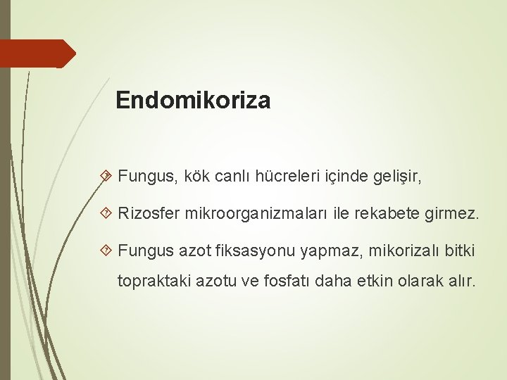 Endomikoriza Fungus, kök canlı hücreleri içinde gelişir, Rizosfer mikroorganizmaları ile rekabete girmez. Fungus azot