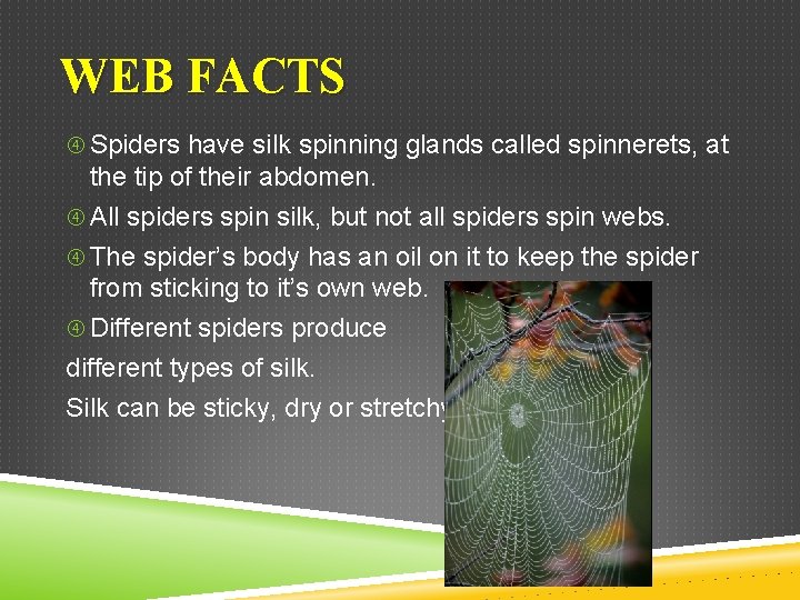 WEB FACTS Spiders have silk spinning glands called spinnerets, at the tip of their