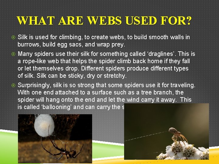 WHAT ARE WEBS USED FOR? Silk is used for climbing, to create webs, to