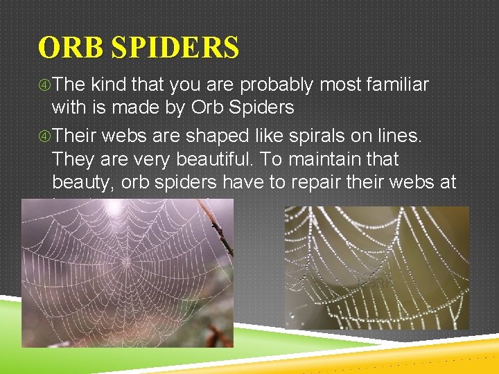 ORB SPIDERS The kind that you are probably most familiar with is made by