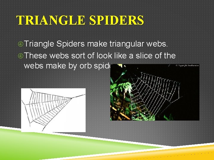 TRIANGLE SPIDERS Triangle Spiders make triangular webs. These webs sort of look like a