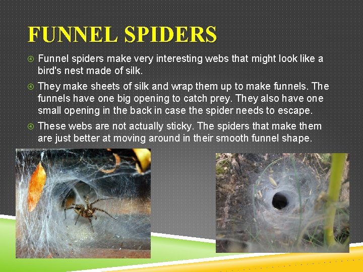 FUNNEL SPIDERS Funnel spiders make very interesting webs that might look like a bird's
