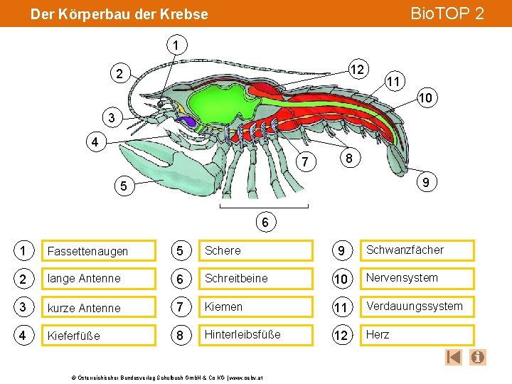 Bio. TOP 2 Der Körperbau der Krebse 1 12 2 11 10 3 4