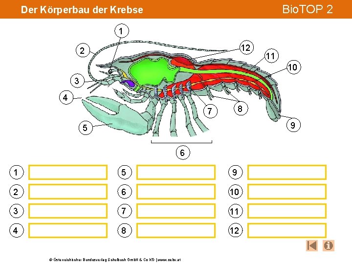 Bio. TOP 2 Der Körperbau der Krebse 1 12 2 11 10 3 4