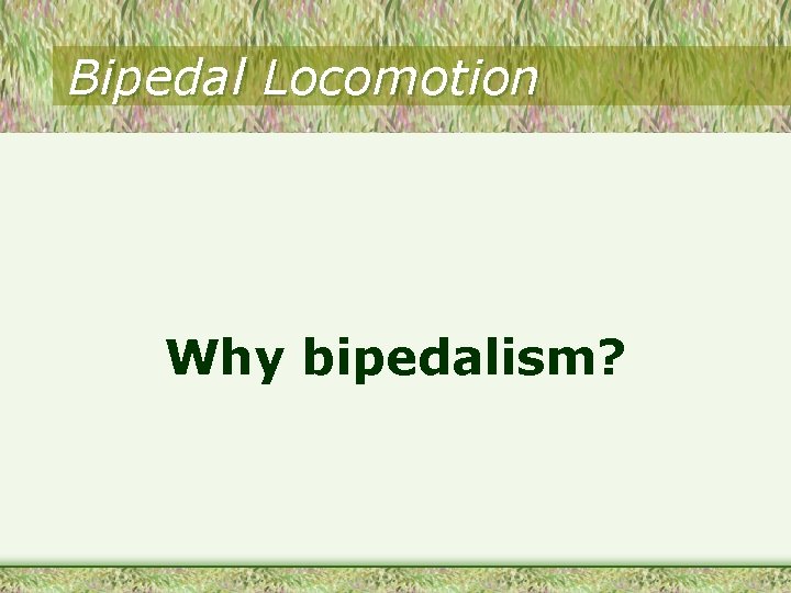 Bipedal Locomotion Why bipedalism? 