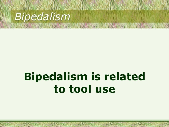 Bipedalism is related to tool use 