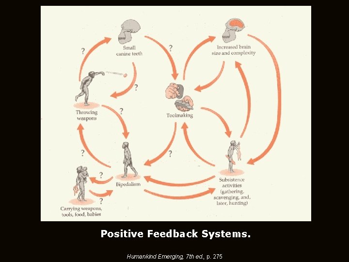 Positive Feedback Systems. Humankind Emerging, 7 th ed. , p. 275 