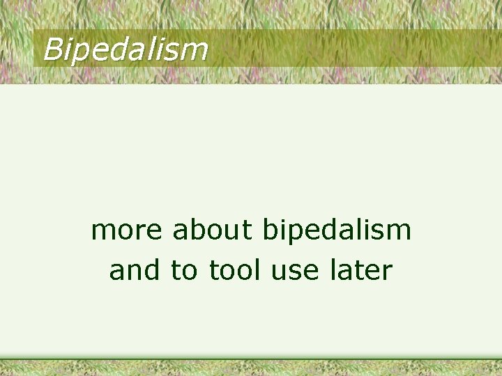 Bipedalism more about bipedalism and to tool use later 