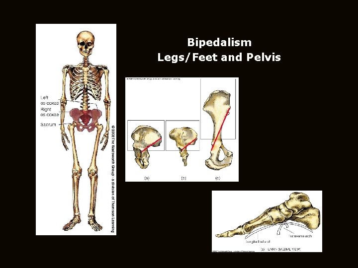 Bipedalism Legs/Feet and Pelvis 