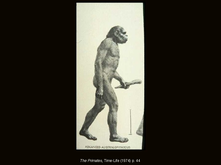 The Primates, Time-Life (1974) p. 44 