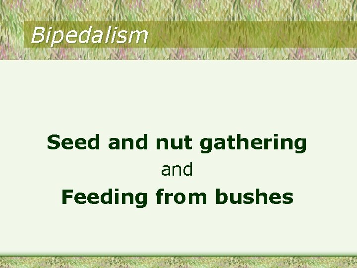 Bipedalism Seed and nut gathering and Feeding from bushes 