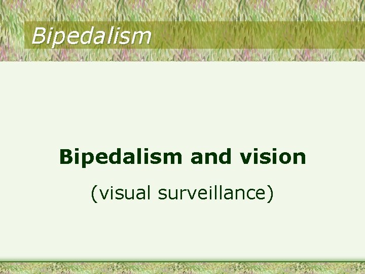Bipedalism and vision (visual surveillance) 