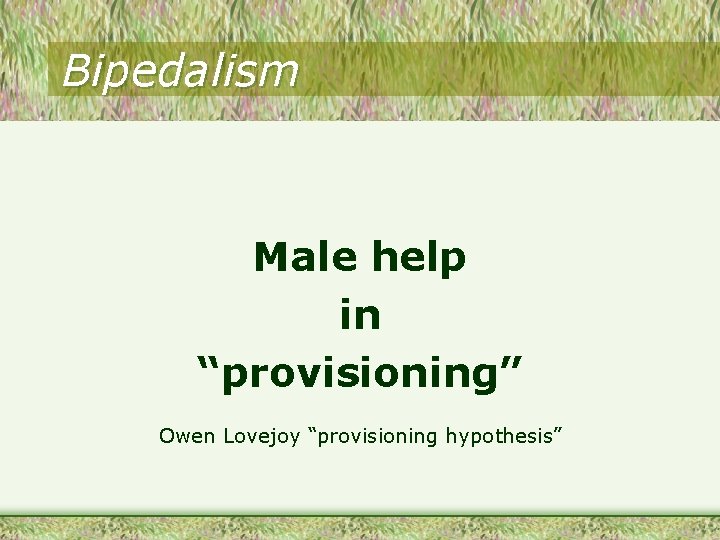 Bipedalism Male help in “provisioning” Owen Lovejoy “provisioning hypothesis” 