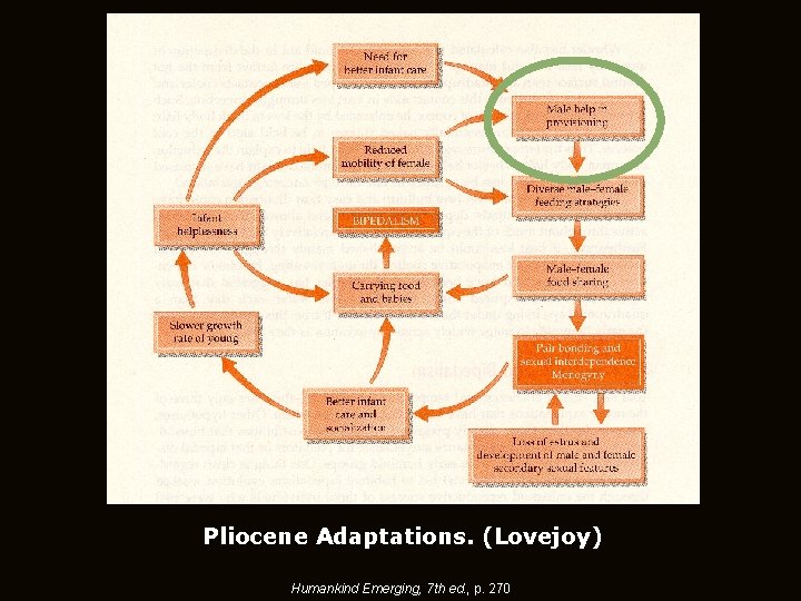 Pliocene Adaptations. (Lovejoy) Humankind Emerging, 7 th ed. , p. 270 