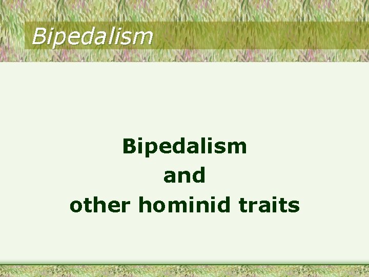 Bipedalism and other hominid traits 