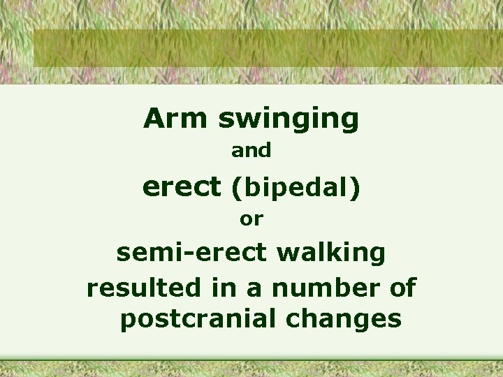 Arm swinging and erect (bipedal) or semi-erect walking resulted in a number of postcranial