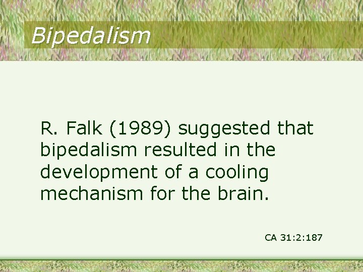 Bipedalism R. Falk (1989) suggested that bipedalism resulted in the development of a cooling