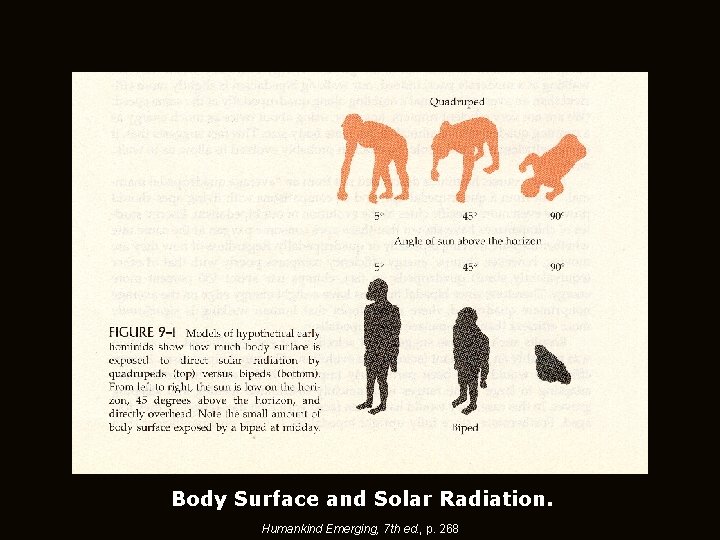 Body Surface and Solar Radiation. Humankind Emerging, 7 th ed. , p. 268 