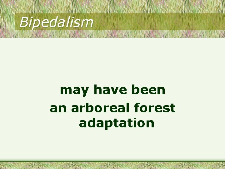 Bipedalism may have been an arboreal forest adaptation 