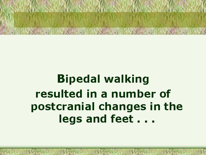 Bipedal walking resulted in a number of postcranial changes in the legs and feet.