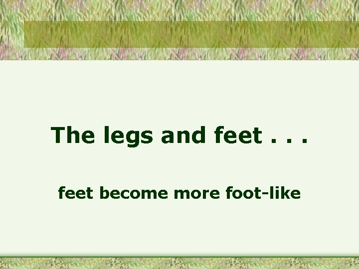 The legs and feet. . . feet become more foot-like 