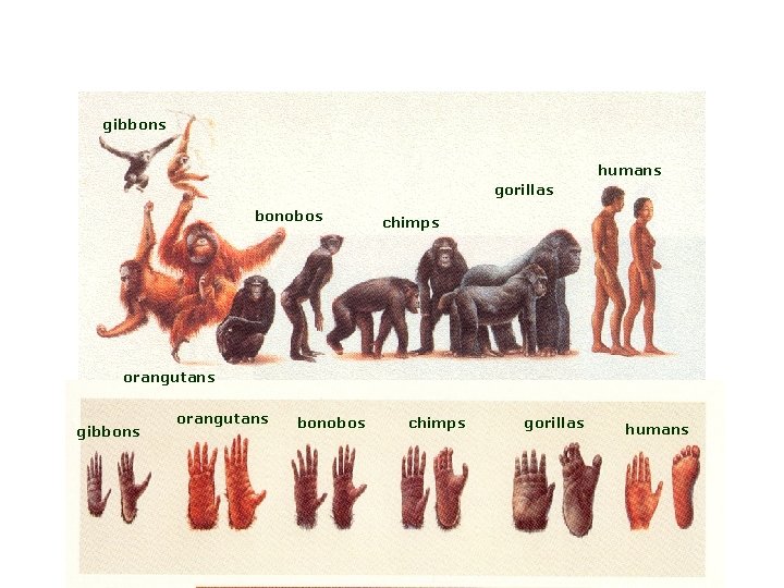 gibbons humans gorillas bonobos chimps orangutans gibbons orangutans bonobos chimps gorillas Campbell and Loy,