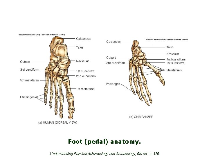 Foot (pedal) anatomy. Understanding Physical Anthropology and Archaeology, 9 th ed. , p. 435