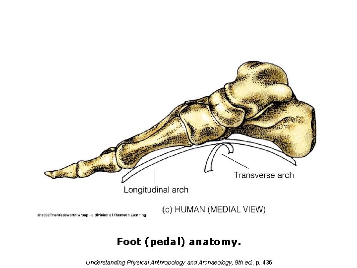 Foot (pedal) anatomy. Understanding Physical Anthropology and Archaeology, 9 th ed. , p. 436