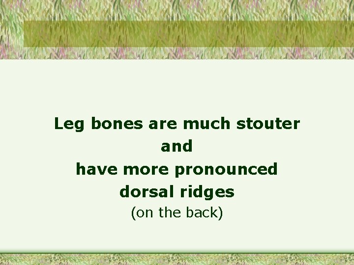Leg bones are much stouter and have more pronounced dorsal ridges (on the back)