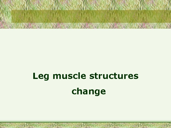 Leg muscle structures change 