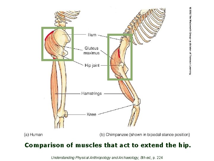 Comparison of muscles that act to extend the hip. Understanding Physical Anthropology and Archaeology,