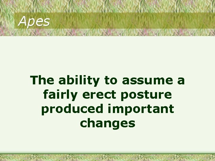 Apes The ability to assume a fairly erect posture produced important changes 