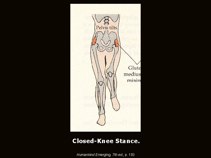 Closed-Knee Stance. Humankind Emerging, 7 th ed. , p. 193 