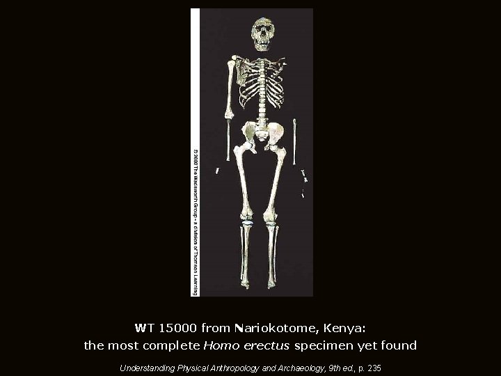WT 15000 from Nariokotome, Kenya: the most complete Homo erectus specimen yet found Understanding