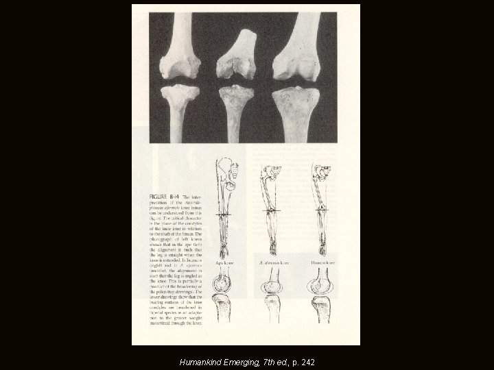 Humankind Emerging, 7 th ed. , p. 242 