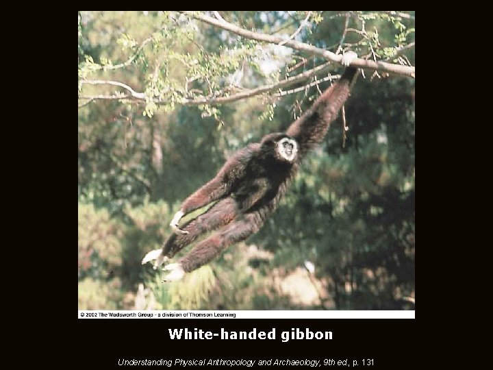 White-handed gibbon Understanding Physical Anthropology and Archaeology, 9 th ed. , p. 131 