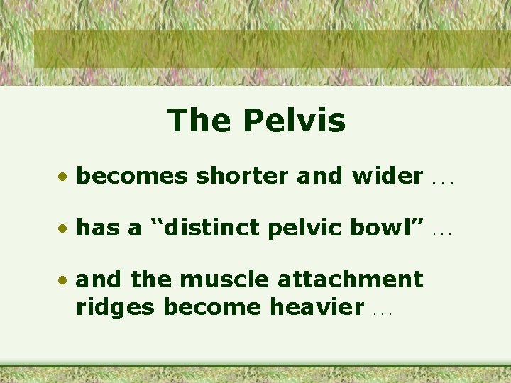 The Pelvis • becomes shorter and wider . . . • has a “distinct