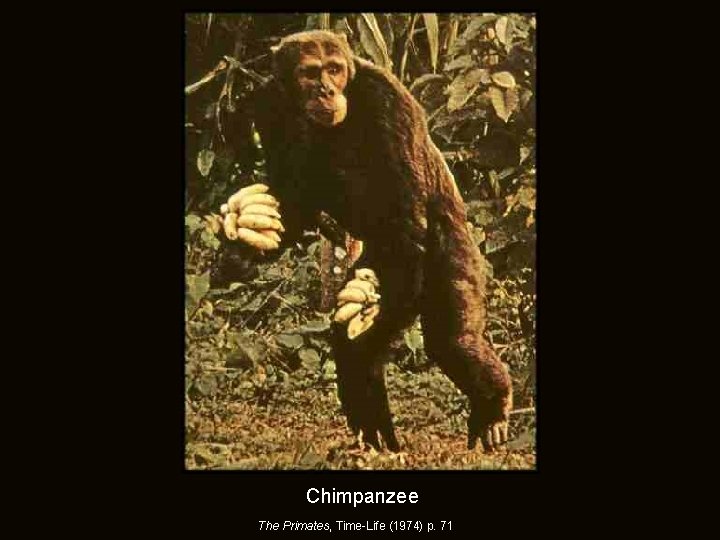 Chimpanzee The Primates, Time-Life (1974) p. 71 