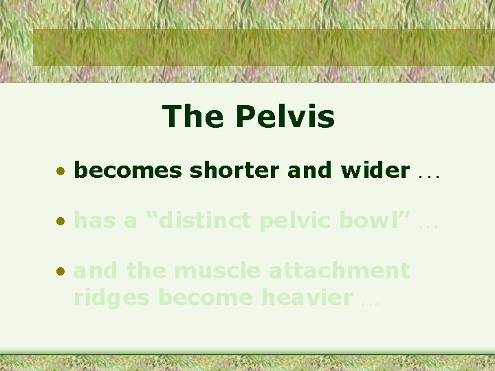 The Pelvis • becomes shorter and wider . . . • has a “distinct