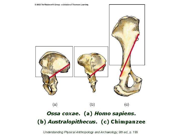 Ossa coxae. (a) Homo sapiens. (b) Australopithecus. (c) Chimpanzee Understanding Physical Anthropology and Archaeology,