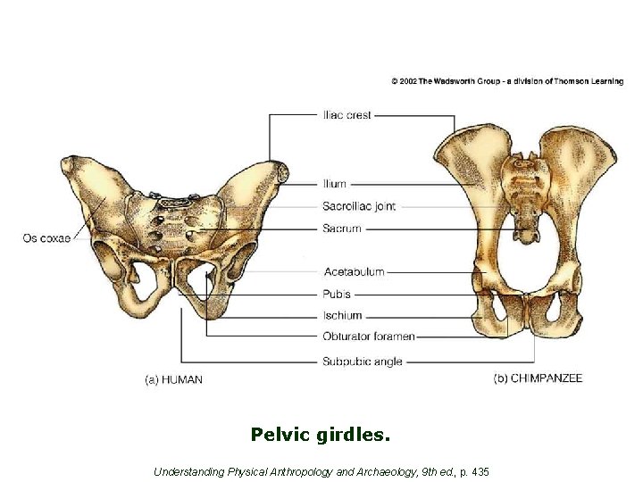 Pelvic girdles. Understanding Physical Anthropology and Archaeology, 9 th ed. , p. 435 