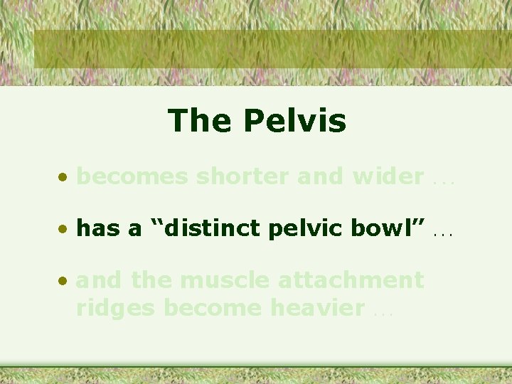 The Pelvis • becomes shorter and wider . . . • has a “distinct