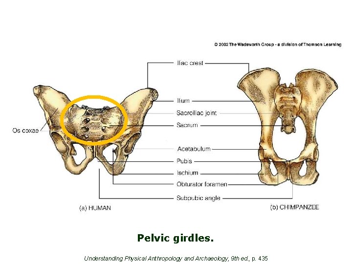 Pelvic girdles. Understanding Physical Anthropology and Archaeology, 9 th ed. , p. 435 