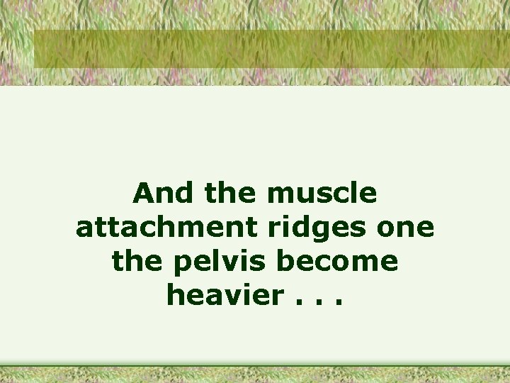 And the muscle attachment ridges one the pelvis become heavier. . . 