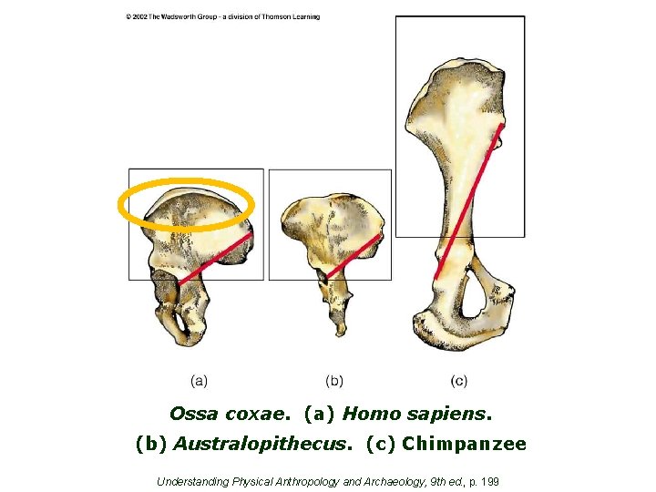 Ossa coxae. (a) Homo sapiens. (b) Australopithecus. (c) Chimpanzee Understanding Physical Anthropology and Archaeology,